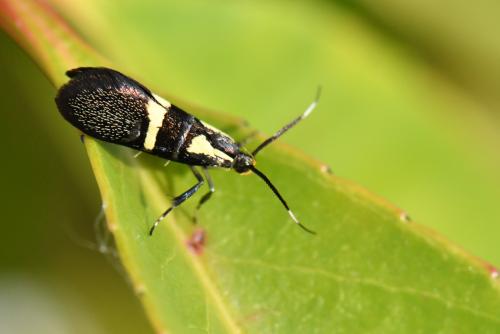 Dasycera oliviella